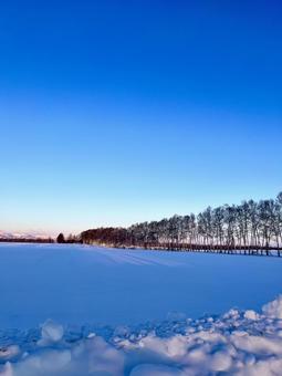 防風林 雪,風景,自然の写真素材