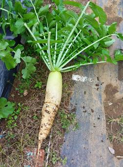 大根の収穫 大根,ダイコン,収穫の写真素材