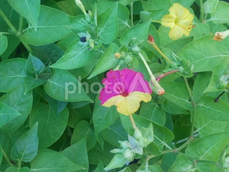花 花,花びら,ピンクの写真素材