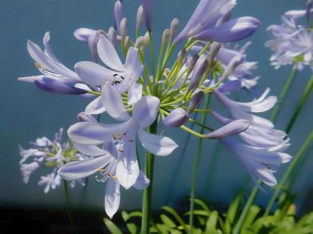Photo, agapanthus, purple clam, blue, 