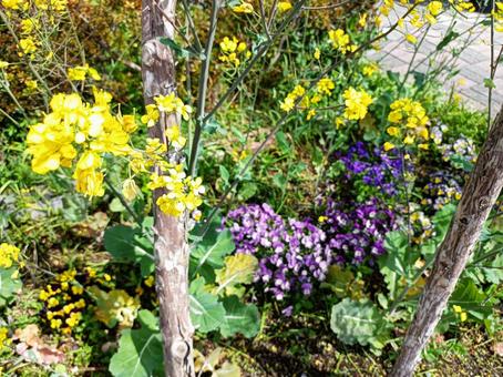 春の花々 春の花々の写真