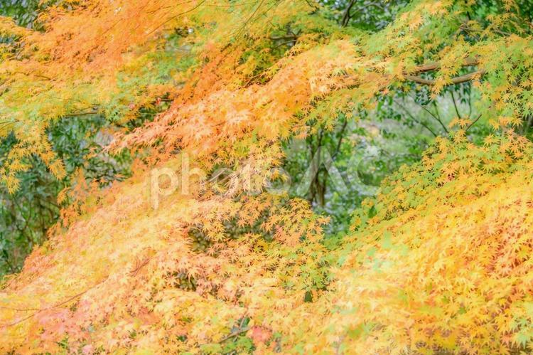 秋の風景　紅葉 背景,紅葉,秋の写真素材