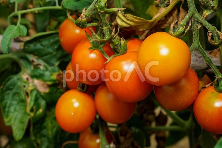 赤く熟したミニトマト もぎたて,トマト,リコピンの写真素材