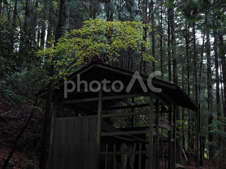 神社と新緑 神社,新緑,林の写真素材