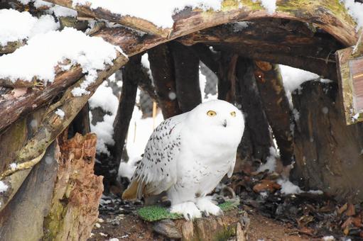 シロフクロウ 冬,雪,積雪の写真素材
