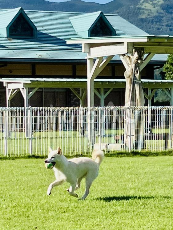 ボールをくわえて走る犬 犬,しば犬,白の写真素材