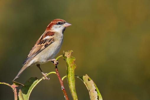 枝に留まるニュウナイスズメの雄 枝に留まるニュウナイスズメの雄 ニュウナイスズメ,入内雀,コウジャクの写真素材