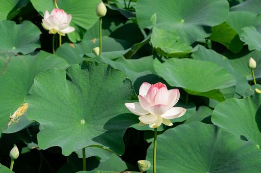 池に浮かぶピンクのハスの花 池に浮かぶピンクのハスの花の写真