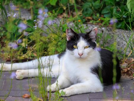 海の公園で出会った野良猫さんです。 海の公園で出会った野良猫さんです。の写真