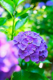 紫陽花 紫陽花の写真