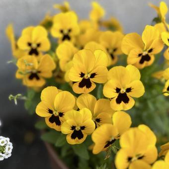 生活を彩る花たち 生活を彩る花たちの写真
