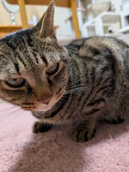 眠そうなネコの写真