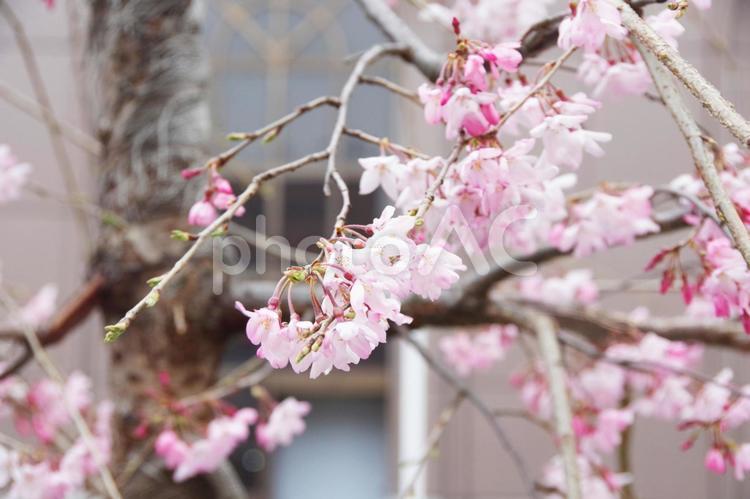 ５分咲きの枝垂れ桜　ピンクの風景 桜,枝垂れ桜,ふわりの写真素材