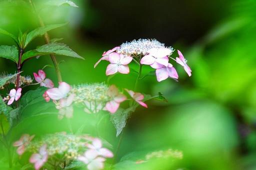 紫陽花の季節5 紫陽花の季節5の写真