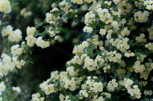 満開の黄色いモッコウバラが咲く壁面⑤ モッコウバラ,バラ,花の写真素材