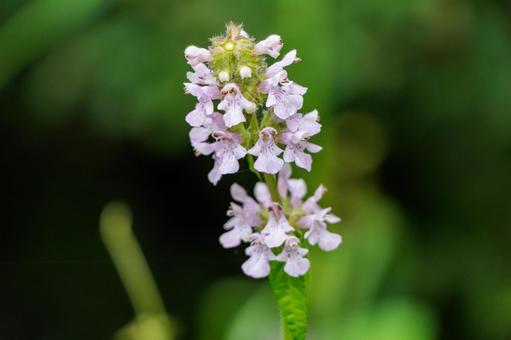 Photo, plant, natural, flower, 