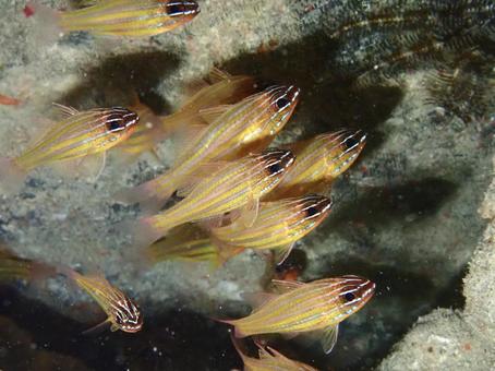 キンセンイシモチ キンセンイシモチ 海,海の生き物,沖縄の写真素材