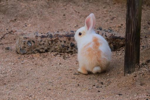 ウサギの赤ちゃんの後ろ姿 ウサギの赤ちゃんの後ろ姿の写真
