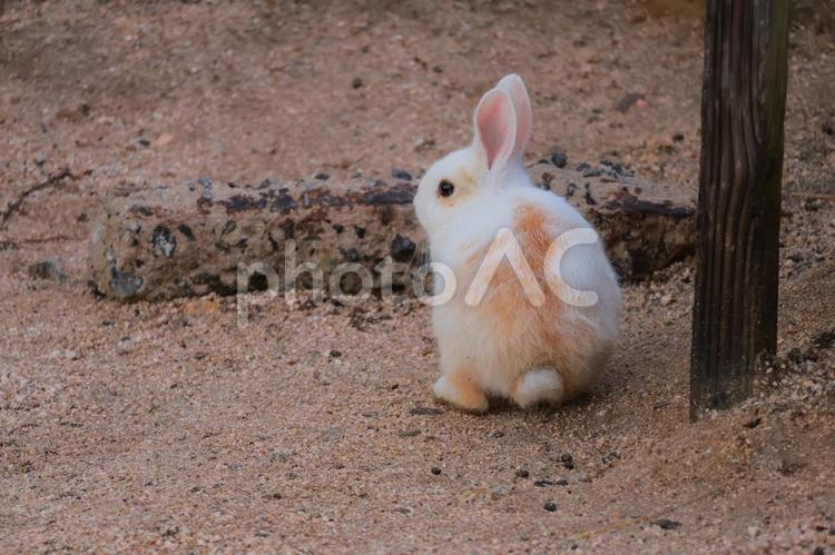 ウサギの赤ちゃんの後ろ姿 うさぎ,ウサギ,兎の写真素材