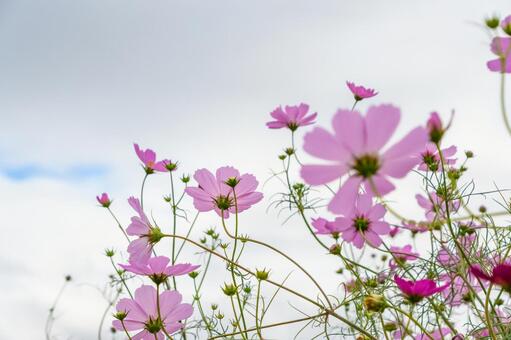青空に向かって伸びやかに咲く秋桜 秋桜,花,植物の写真素材
