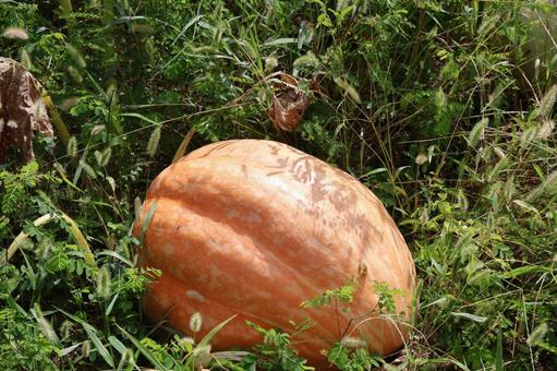 オレンジ色のハロウィンかぼちゃのある畑 オレンジ色,ハロウィンかぼちゃ,畑の写真素材
