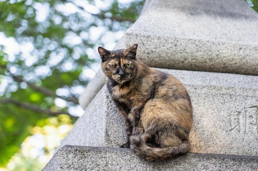 神社の野良猫_1 野良猫,動物,神社の写真素材