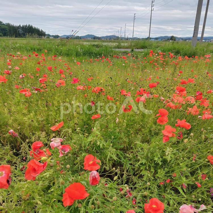 田舎の花畑 農業,農作業,田舎の写真素材