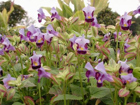 トレニアの咲く風景 フラワー,美しい,唇形花の写真素材
