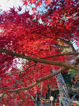 紅葉 紅葉の写真