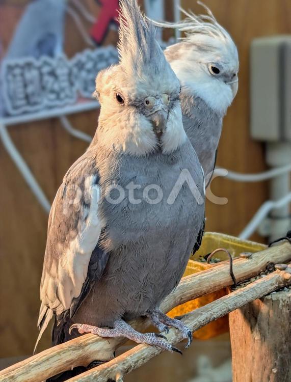 オカメインコ オカメインコ,鳥,インコの写真素材