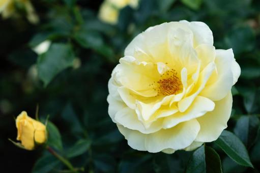 公園のバラ 公園のバラ バラ,花,植物の写真素材