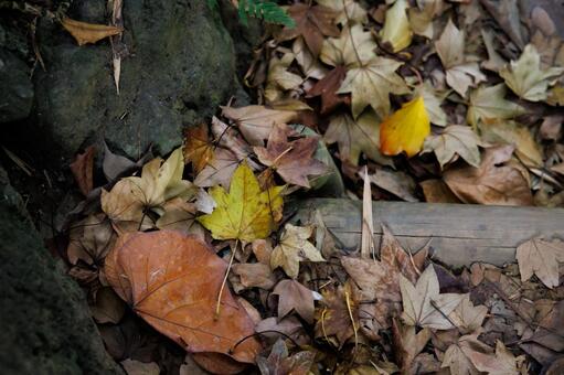 紅葉 銀杏,いちょう,黄色の写真素材