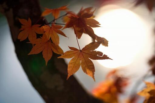 紅葉 紅葉の写真