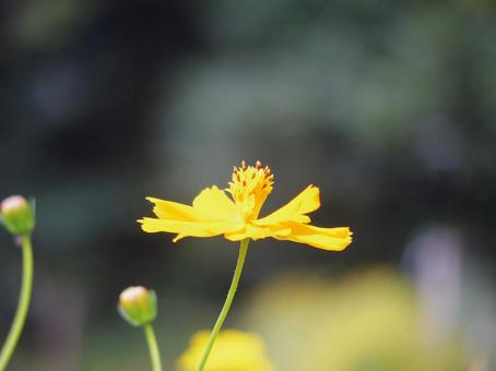 やさしい陽ざしに咲く黄花コスモス やさしい陽ざしに咲く黄花コスモスの写真