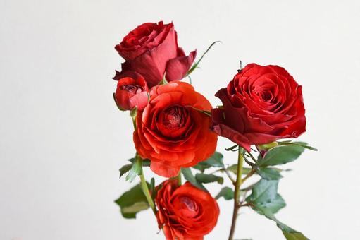 薔薇とラナンキュラス 薔薇,バラ,赤の写真素材