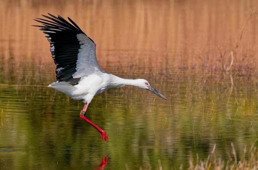 翼の大きいコウノトリ コウノトリ,鸛,幸せを運ぶ鳥の写真素材