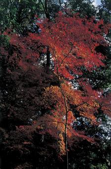 紅葉 紅葉の写真