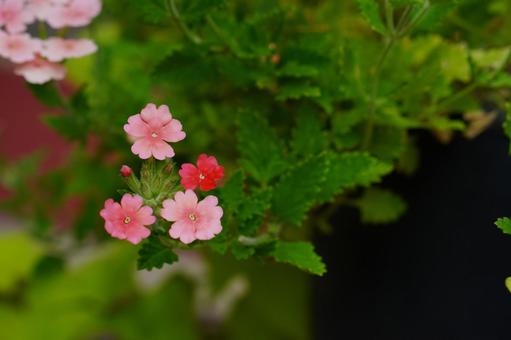 色違いのバーベナの写真