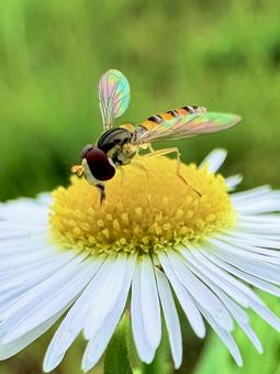 Small insects, JPG