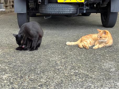 野良猫たち 野良猫たち ネコ,黒猫,野良猫の写真素材