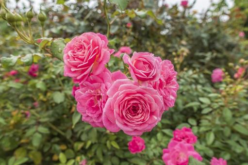 ラブリーフェアリー ラブリー・フェアリー,ラブリーフェアリー,ばらの写真素材