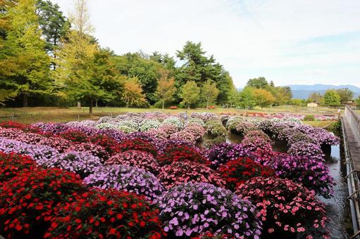 アルプスあづみの公園 秋 花2 アルプスあづみの公園 秋 花2の写真