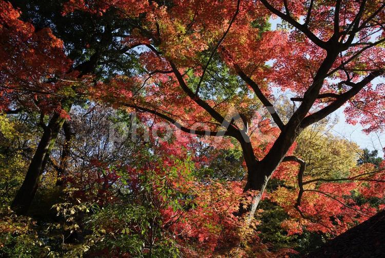 明治神宮で見える風景 明治神宮,東京,神社の写真素材