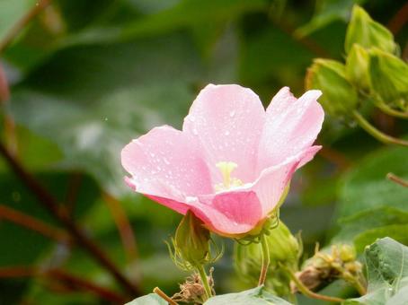 【花の写真】ムクゲの花 【花の写真】ムクゲの花の写真