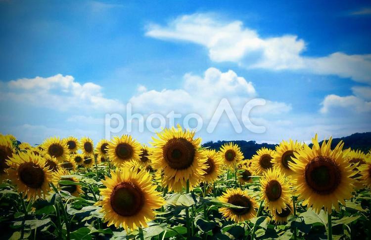 ひまわり畑から 夏,自然,ひまわりの写真素材