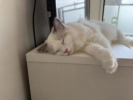 テレビ台で寝ているラグドールの子猫 猫,ペット,かわいいの写真素材