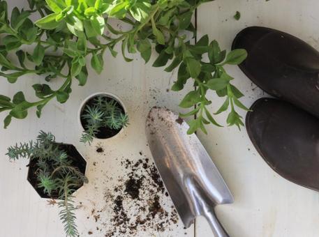 白板にショベルと長靴と観葉植物G 白板にショベルと長靴と観葉植物G 多肉,植物,園芸の写真素材