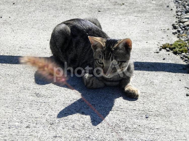 遊ぶ猫 猫,ねこ,ネコの写真素材