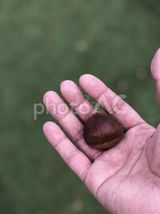 秋の味覚の栗の実を手のひらに乗せた 自然,手,フードの写真素材