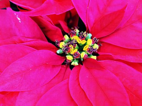 鮮やかなポインセチア 鮮やかなポインセチア ポインセチア,花,植物の写真素材